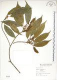 中文名:猴歡喜(S001837)學名:Sloanea formosana Li(S001837)英文名:Thick-fruitea Sloanea