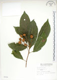 中文名:猴歡喜(S008298)學名:Sloanea formosana Li(S008298)英文名:Thick-fruitea Sloanea