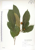 中文名:猴歡喜(S008299)學名:Sloanea formosana Li(S008299)英文名:Thick-fruitea Sloanea