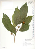 中文名:猴歡喜(S008300)學名:Sloanea formosana Li(S008300)英文名:Thick-fruitea Sloanea