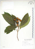 中文名:猴歡喜(S008301)學名:Sloanea formosana Li(S008301)英文名:Thick-fruitea Sloanea