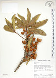 中文名:猴歡喜(S012993)學名:Sloanea formosana Li(S012993)英文名:Thick-fruitea Sloanea