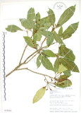 中文名:猴歡喜(S018265)學名:Sloanea formosana Li(S018265)英文名:Thick-fruitea Sloanea