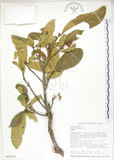 中文名:猴歡喜(S018313)學名:Sloanea formosana Li(S018313)英文名:Thick-fruitea Sloanea