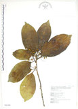 中文名:猴歡喜(S043389)學名:Sloanea formosana Li(S043389)英文名:Thick-fruitea Sloanea