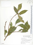 中文名:猴歡喜(S049986)學名:Sloanea formosana Li(S049986)英文名:Thick-fruitea Sloanea