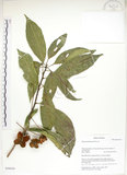 中文名:猴歡喜(S050434)學名:Sloanea formosana Li(S050434)英文名:Thick-fruitea Sloanea