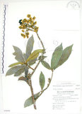 中文名:猴歡喜(S058959)學名:Sloanea formosana Li(S058959)英文名:Thick-fruitea Sloanea