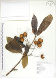 中文名:猴歡喜(S062632)學名:Sloanea formosana Li(S062632)英文名:Thick-fruitea Sloanea