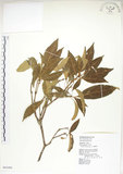 中文名:猴歡喜(S065484)學名:Sloanea formosana Li(S065484)英文名:Thick-fruitea Sloanea