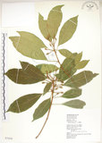 中文名:猴歡喜(S072416)學名:Sloanea formosana Li(S072416)英文名:Thick-fruitea Sloanea
