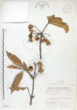 中文名:猴歡喜(S076301)學名:Sloanea formosana Li(S076301)英文名:Thick-fruitea Sloanea