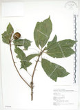 中文名:猴歡喜(S076520)學名:Sloanea formosana Li(S076520)英文名:Thick-fruitea Sloanea