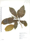 中文名:猴歡喜(S076634)學名:Sloanea formosana Li(S076634)英文名:Thick-fruitea Sloanea