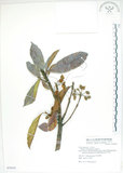 中文名:猴歡喜(S078353)學名:Sloanea formosana Li(S078353)英文名:Thick-fruitea Sloanea