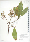 中文名:猴歡喜(S085744)學名:Sloanea formosana Li(S085744)英文名:Thick-fruitea Sloanea