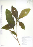 中文名:猴歡喜(S089145)學名:Sloanea formosana Li(S089145)英文名:Thick-fruitea Sloanea