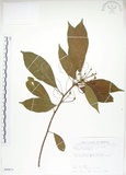 中文名:猴歡喜(S089671)學名:Sloanea formosana Li(S089671)英文名:Thick-fruitea Sloanea