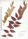 中文名:白珠樹(S001087)學名:Gaultheria cumingiana Vidal(S001087)