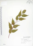 中文名:白珠樹(S003638)學名:Gaultheria cumingiana Vidal(S003638)