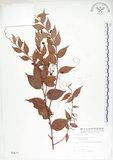 中文名:白珠樹(S005477)學名:Gaultheria cumingiana Vidal(S005477)