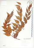 中文名:白珠樹(S005478)學名:Gaultheria cumingiana Vidal(S005478)