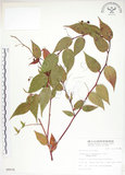 中文名:白珠樹(S008978)學名:Gaultheria cumingiana Vidal(S008978)