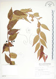 中文名:白珠樹(S008979)學名:Gaultheria cumingiana Vidal(S008979)
