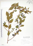 中文名:白珠樹(S009037)學名:Gaultheria cumingiana Vidal(S009037)