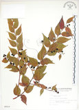 中文名:白珠樹(S009219)學名:Gaultheria cumingiana Vidal(S009219)