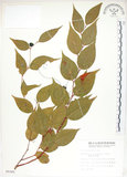 中文名:白珠樹(S009385)學名:Gaultheria cumingiana Vidal(S009385)