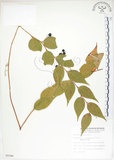 中文名:白珠樹(S009386)學名:Gaultheria cumingiana Vidal(S009386)