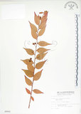 中文名:白珠樹(S009592)學名:Gaultheria cumingiana Vidal(S009592)
