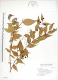 中文名:白珠樹(S030952)學名:Gaultheria cumingiana Vidal(S030952)