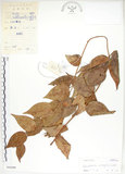 中文名:白珠樹(S045690)學名:Gaultheria cumingiana Vidal(S045690)