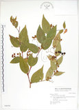 中文名:白珠樹(S046593)學名:Gaultheria cumingiana Vidal(S046593)