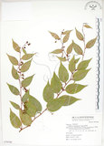 中文名:白珠樹(S070106)學名:Gaultheria cumingiana Vidal(S070106)