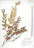 中文名:白珠樹(S072617)學名:Gaultheria cumingiana Vidal(S072617)