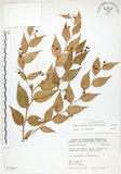 中文名:白珠樹(S073283)學名:Gaultheria cumingiana Vidal(S073283)