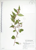 中文名:白珠樹(S076877)學名:Gaultheria cumingiana Vidal(S076877)