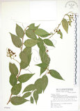 中文名:白珠樹(S076910)學名:Gaultheria cumingiana Vidal(S076910)