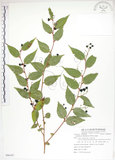 中文名:白珠樹(S086197)學名:Gaultheria cumingiana Vidal(S086197)