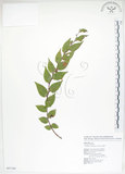 中文名:白珠樹(S087340)學名:Gaultheria cumingiana Vidal(S087340)