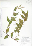 中文名:白珠樹(S088173)學名:Gaultheria cumingiana Vidal(S088173)