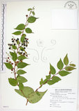 中文名:白珠樹(S088373)學名:Gaultheria cumingiana Vidal(S088373)