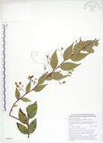 中文名:白珠樹(S088645)學名:Gaultheria cumingiana Vidal(S088645)
