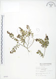 中文名:高山白珠樹(S003727)學名:Gaultheria itoana Hayata(S003727)英文名:Ito s Wintergreen