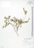 中文名:高山白珠樹(S008772)學名:Gaultheria itoana Hayata(S008772)英文名:Ito s Wintergreen