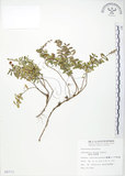 中文名:高山白珠樹(S008773)學名:Gaultheria itoana Hayata(S008773)英文名:Ito s Wintergreen