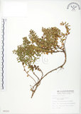 中文名:高山白珠樹(S009323)學名:Gaultheria itoana Hayata(S009323)英文名:Ito s Wintergreen